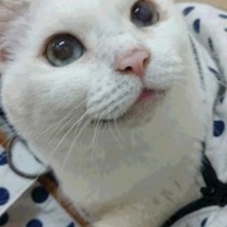 緊急里親募集中！！