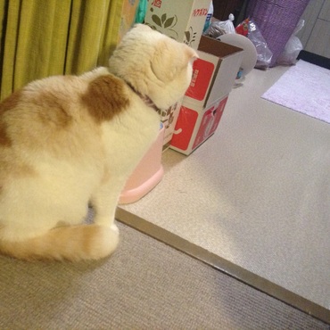 でんちゃん張り込み中。ベルくんは紫色のゴミ箱の奥。