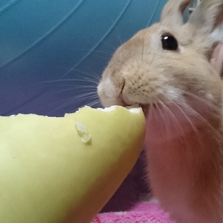 【里親様決定しました】ばんばん（ミックス）