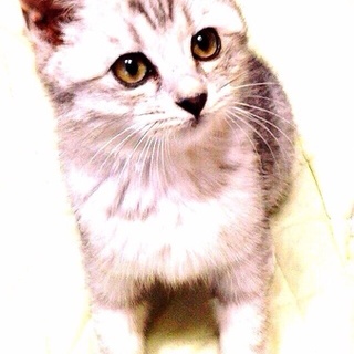 歌舞伎なお目目のお茶目坊や