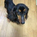 愛嬌のあるミニチュアダックス