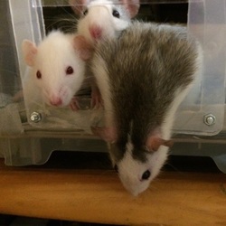 「社会性のある動物。ファンシーラット( ^ω^ )」サムネイル3