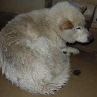 譲渡されました！！