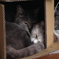 ぴかちゃん、今日もまくら…