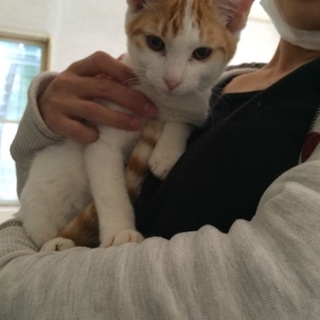 茶白の男の子☆