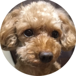 小学生のパワー