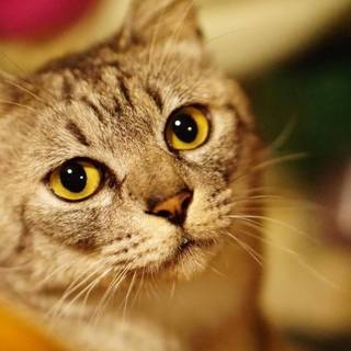 甘えんぼで穏やかな、サバトライケメンボーイ♪