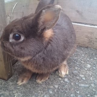 【里親様決定しました】マス（ネザーランド）