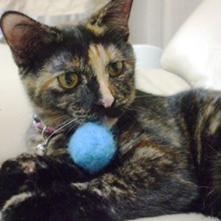 ケイちゃん　サビ柄の女の子