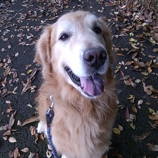 ゴールデンレトリーバー「ダンボくん」の家族募集中！