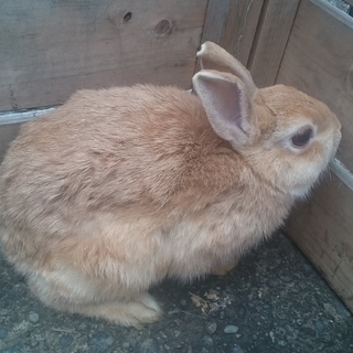 【里親様決定しました】ジョーちゃん（ネザーランド）