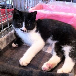 【むね】殺処分されるところでした。