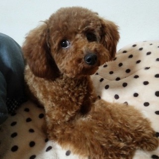 募集一時停止☆トイプードル☆レッドの男の子