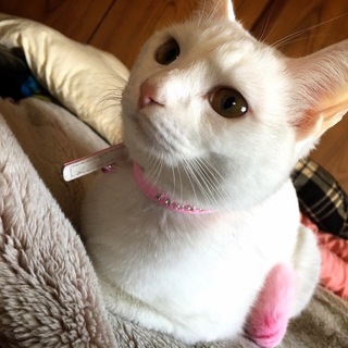 大人しくて人懐こいです