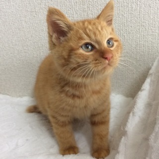 フワフワ、縫い包みのような甘えん坊、茶トラちゃん♪