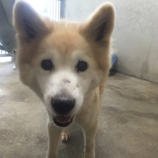 サラサラの白い毛がきれいな女の子