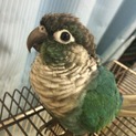 ウロコインコ