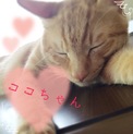 甘えん坊な茶トラ