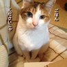 猫はじめました。(保護活動者)
