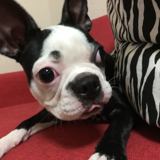 かわいい♀のボステリちゃんです！