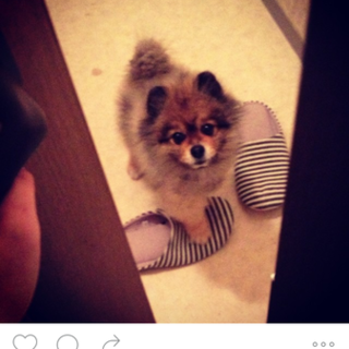 急募！新しい家族を探しています。