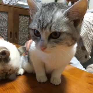 甘えん坊の子猫ちゃん