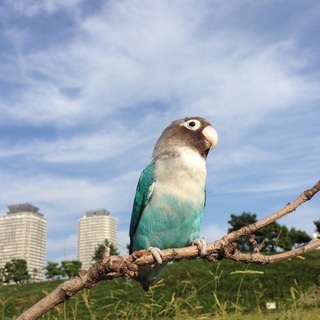 ボタンインコの雌 貰ってください（≧∇≦）