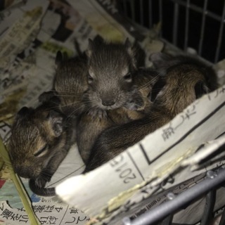 12月2日生まれデグー赤ちゃんの里親募集