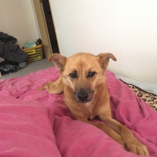 至急お願い致します。雑種男の子です。