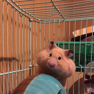 札幌市ゴールデンハムスター(キンクマ)