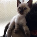 双子のシャム柄猫ちゃん