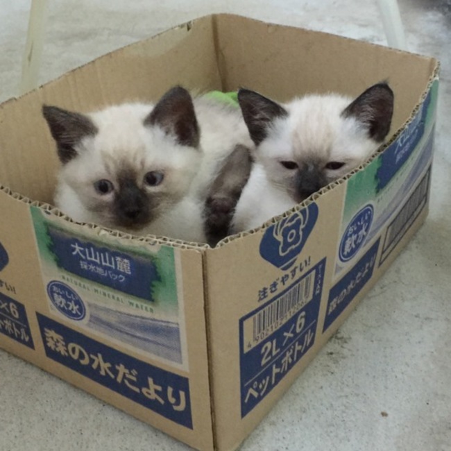ヒノ33のカバー写真