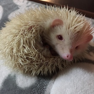 ハリネズミ 女の子 里親募集
