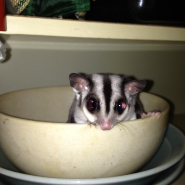 クロチロポンコロミーのカバー写真