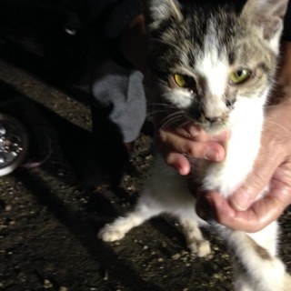 急募　この子を助けてください