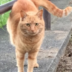 「かわいい」サムネイル3