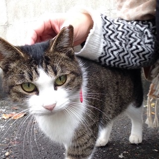 小さめキジママ