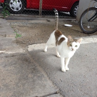 美猫！健康状態ok