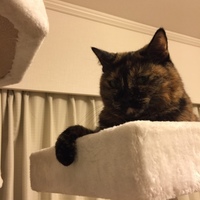 ノエル