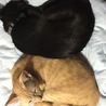 保護にゃんとも仲良し