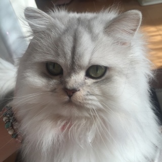 里親募集します