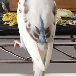 セキセイインコです！