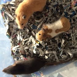 スー&シロ&ルルー