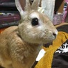 みるくもち