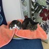 ５日目、朝起きると2匹で猫ベッドに入ってました。ミミちゃん不機嫌そう。