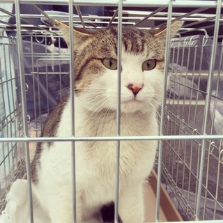 のんびり屋のキジシロ ポンちゃん。