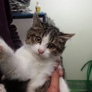 日に日に可愛くなって来たシャーくん