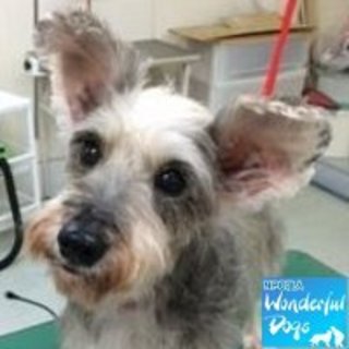 「スジ」推定9歳♀