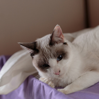 ラグドール？　のオータムちゃん