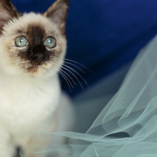 元気で甘えたのシャムmixのデレちゃん